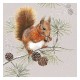 SERVILLETAS- Squirrel In Winter